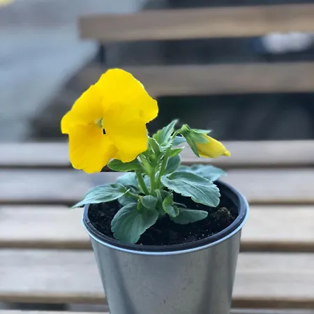 Herberg Santuario De Bellmunt *